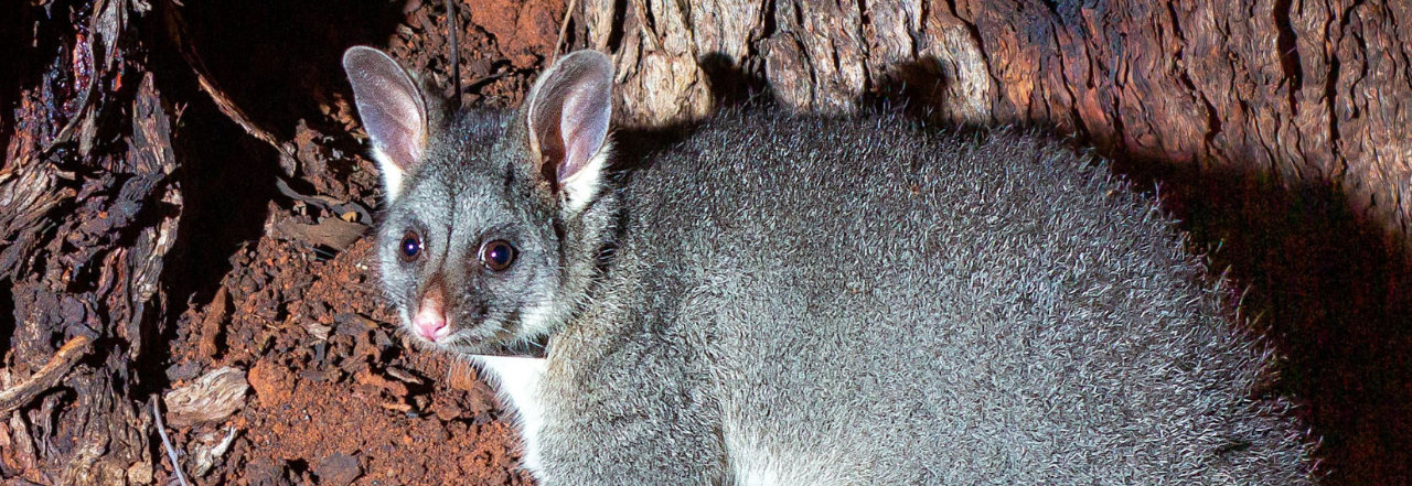 Ulladulla Possum